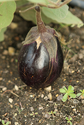 Meatball Eggplant (Solanum melongena 'Meatball') at A Very Successful Garden Center