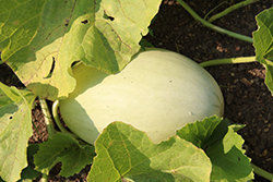 Fortune Melon (Cucumis melo var. reticulatus 'Fortune') at A Very Successful Garden Center