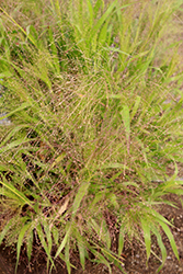 Fontaine Switch Grass (Panicum virgatum 'Fontaine') at Stonegate Gardens