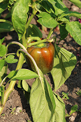 Better Belle IV Pepper (Capsicum annuum 'Better Belle IV') at A Very Successful Garden Center