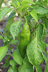 Desperado Pepper (Capsicum annuum 'Desperado') at A Very Successful Garden Center