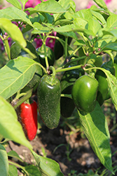 Gigante II Hot Pepper (Capsicum annuum 'Gigante II') at A Very Successful Garden Center