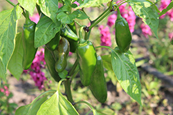 Jalapeno Sweet Poppers Pepper (Capsicum annuum 'Sweet Poppers') at A Very Successful Garden Center