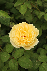 Moonlight Romantica Rose (Rosa 'Meikaquinz') at Stonegate Gardens