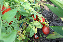 Fresh Salsa Tomato (Solanum lycopersicum 'Fresh Salsa') at A Very Successful Garden Center
