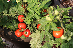 Patio Delight Tomato (Solanum lycopersicum 'Patio Delight') at A Very Successful Garden Center