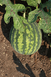 Mini Love Watermelon (Citrullus lanatus 'Mini Love') at A Very Successful Garden Center
