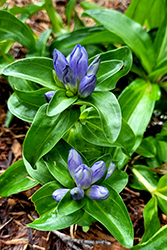 Closed Bottle Gentian (Gentiana andrewsii) at A Very Successful Garden Center