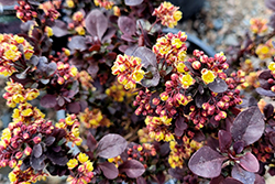 Concorde Japanese Barberry (Berberis thunbergii 'Concorde') at The Mustard Seed