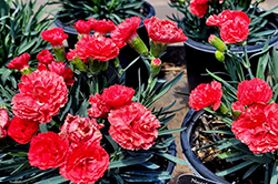 Early Bird Chili Pinks (Dianthus 'Wp10 Sab06') at Lakeshore Garden Centres