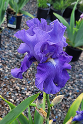 Blue Review Iris (Iris 'Blue Review') at Stonegate Gardens