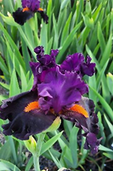 Sharp Dressed Man Iris (Iris 'Sharp Dressed Man') at Lakeshore Garden Centres