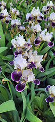 Frosted Velvet Iris (Iris 'Frosted Velvet') at Stonegate Gardens