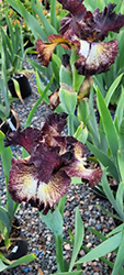 Sorbonne Iris (Iris 'Sorbonne') at A Very Successful Garden Center
