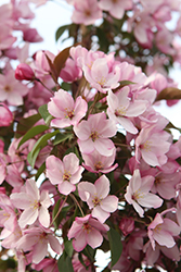 April Showers Weeping Flowering Crab (Malus 'Uebo') at A Very Successful Garden Center