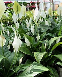 Piccolino Peace Lily (Spathiphyllum 'Piccolino') at A Very Successful Garden Center