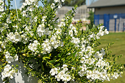 Angelface Cascade Snow Angelonia (Angelonia angustifolia 'Angelface Cascade Snow') at Lakeshore Garden Centres