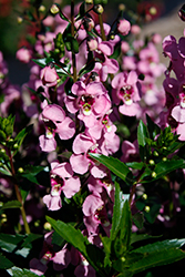 Aria Alta Pink Angelonia (Angelonia angustifolia 'Aria Alta Pink') at Lakeshore Garden Centres