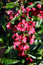 Aria Alta Raspberry Angelonia (Angelonia angustifolia 'Aria Alta Raspberry') at Lakeshore Garden Centres