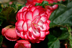 Nonstop Joy Rose Picotee Begonia (Begonia 'Nonstop Joy Rose Picotee') at Lakeshore Garden Centres