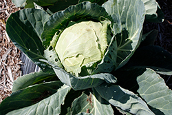 Quick Start Cabbage (Brassica oleracea var. capitata 'Quick Start') at A Very Successful Garden Center