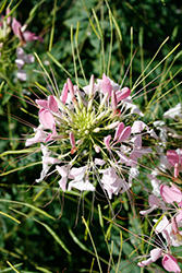 Sparkler 2.0 Blush Spiderflower (Cleome hassleriana 'Sparkler 2.0 Blush') at Lakeshore Garden Centres
