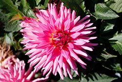 MegaBoom Pink Lemonade Dahlia (Dahlia 'MegaBoom Pink Lemonade') at A Very Successful Garden Center