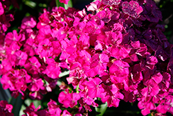 Jolt Purple Hybrid Pinks (Dianthus 'Jolt Purple') at A Very Successful Garden Center