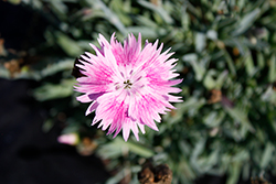 EverBloom Watermelon Ice Pinks (Dianthus 'Watermelon Ice') at Stonegate Gardens