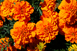 Super Hero Deep Orange Marigold (Tagetes patula 'Super Hero Deep Orange') at A Very Successful Garden Center
