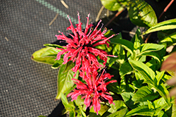 BeeMine Red Beebalm (Monarda didyma 'Balbeemed') at A Very Successful Garden Center