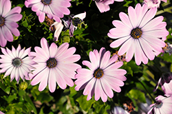 FlowerPower Compact Pink+Eye African Daisy (Osteospermum 'KLEOE20559') at Lakeshore Garden Centres