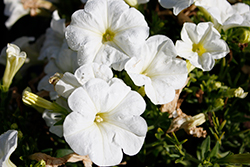 Durabloom White Petunia (Petunia 'Durabloom White') at Lakeshore Garden Centres