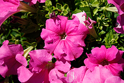 Surfinia XXL Taffy Pink Petunia (Petunia 'Surfinia XXL Taffy Pink') at A Very Successful Garden Center