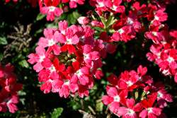 Beats Red+White Verbena (Verbena 'KLEVP20042') at A Very Successful Garden Center