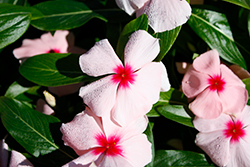 Cora XDR Apricot (Catharanthus roseus 'Cora XDR Apricot') at A Very Successful Garden Center