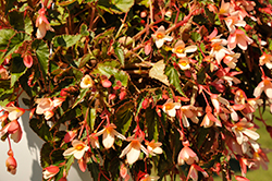 Beauvilia Salmon White Begonia (Begonia boliviensis 'Beauvillia Salmon White') at A Very Successful Garden Center