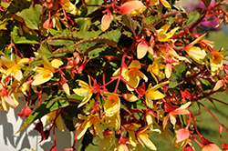Groovy Mellow Yellow Begonia (Begonia boliviensis 'Groovy Mellow Yellow') at A Very Successful Garden Center