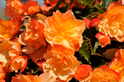 Scentiment Peachy Keen Begonia (Begonia 'Scentiment Peachy Keen') at A Very Successful Garden Center