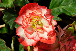 Nonstop Rose Picotee Begonia (Begonia 'Nonstop Rose Picotee') at Lakeshore Garden Centres