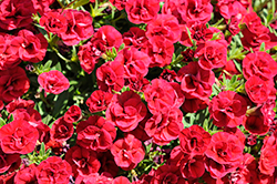 MiniFamous Neo Double Red Eye Calibrachoa (Calibrachoa 'KLECA19011') at A Very Successful Garden Center