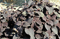 ColorBlaze Newly Noir Coleus (Solenostemon scutellarioides 'Newly Noir') at A Very Successful Garden Center