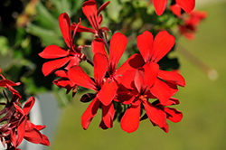 Caldera Red Geranium (Pelargonium 'Caldera Red') at Lakeshore Garden Centres