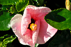 Hollywood Trophy Wife Hibiscus (Hibiscus rosa-sinensis 'AH-64') at A Very Successful Garden Center