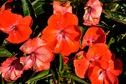 Harmony Colorfall Orange Impatiens (Impatiens hawkeri 'Harmony Colorfall Orange') at A Very Successful Garden Center