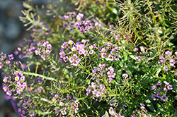 Violet Knight Alyssum (Lobularia maritima 'Violet Knight') at A Very Successful Garden Center