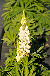 Lupini White Shades Lupine (Lupinus polyphyllus 'Lupini White Shades') at A Very Successful Garden Center