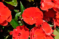 Paradise Red New Guinea Impatiens (Impatiens 'Paradise Red') at A Very Successful Garden Center