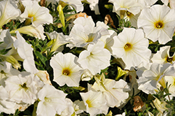 SuperCal Pearl White Petchoa (Petchoa 'SAKPXC033') at A Very Successful Garden Center