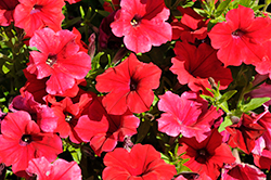 Hells Forge Petunia (Petunia 'Hells Forge') at A Very Successful Garden Center